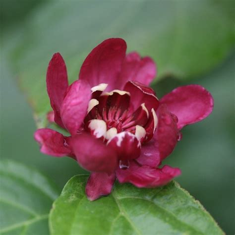 aphrodite_sweet|Calycanthus ‘Aphrodite’ (Sweetshrub)